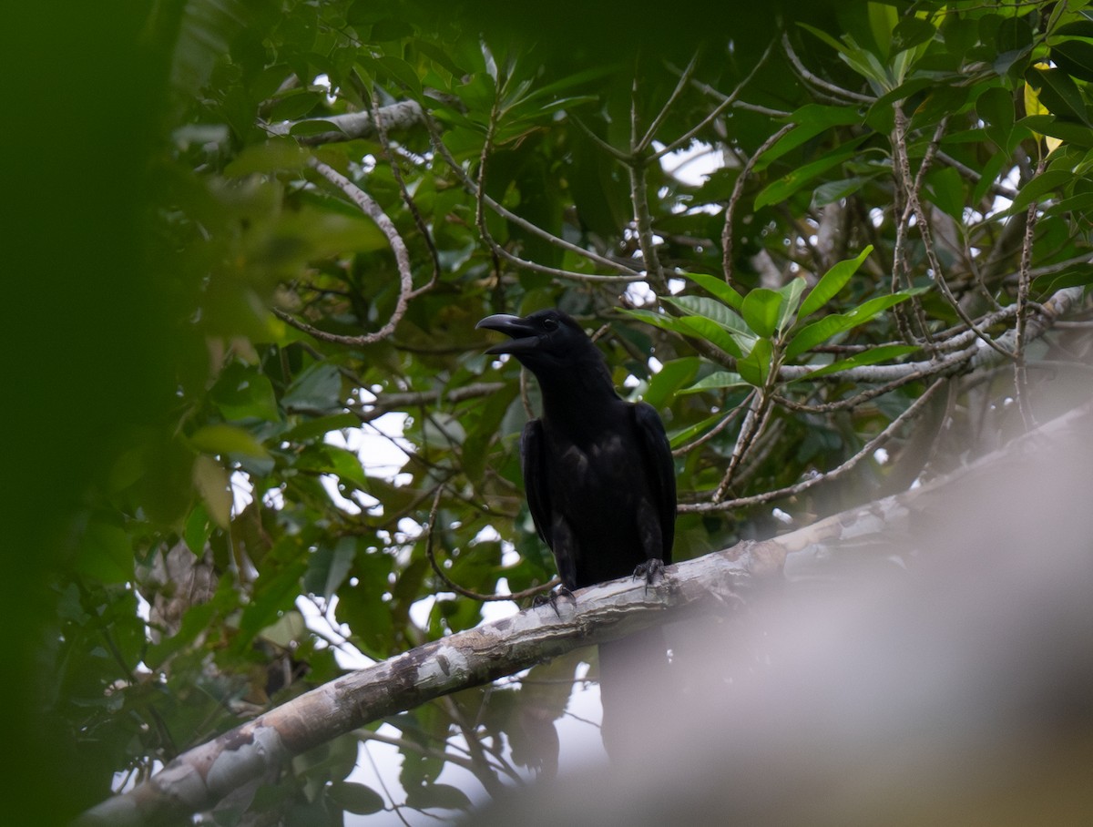 Large-billed Crow - ML620979879