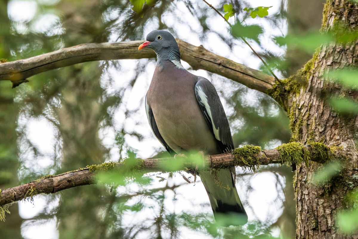 Common Wood-Pigeon - ML620979900