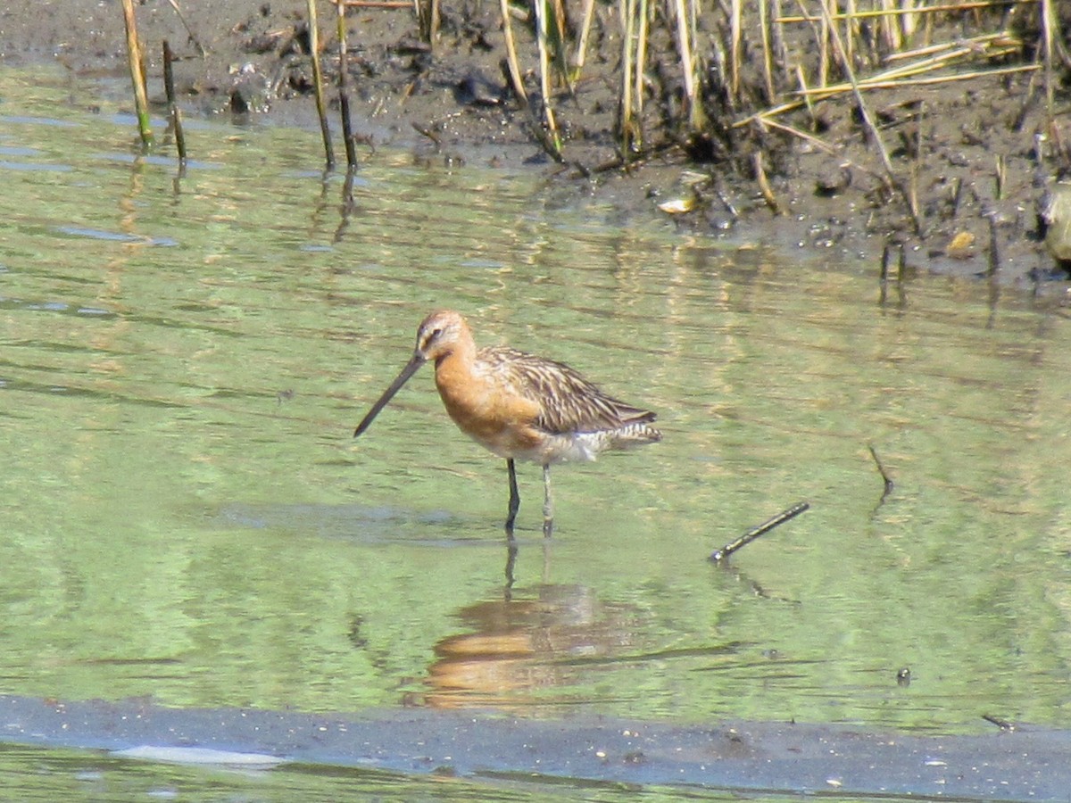 Asian Dowitcher - ML620979913