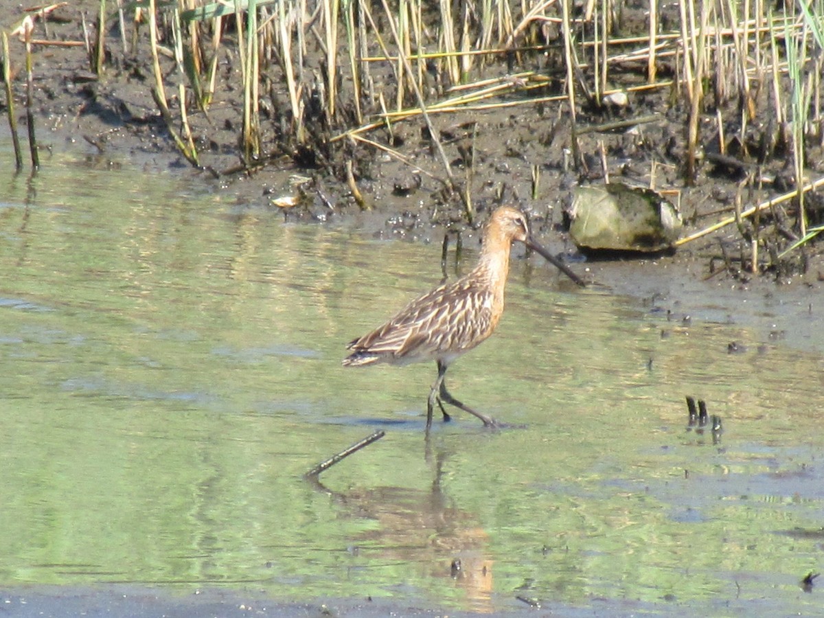 Asian Dowitcher - ML620979916