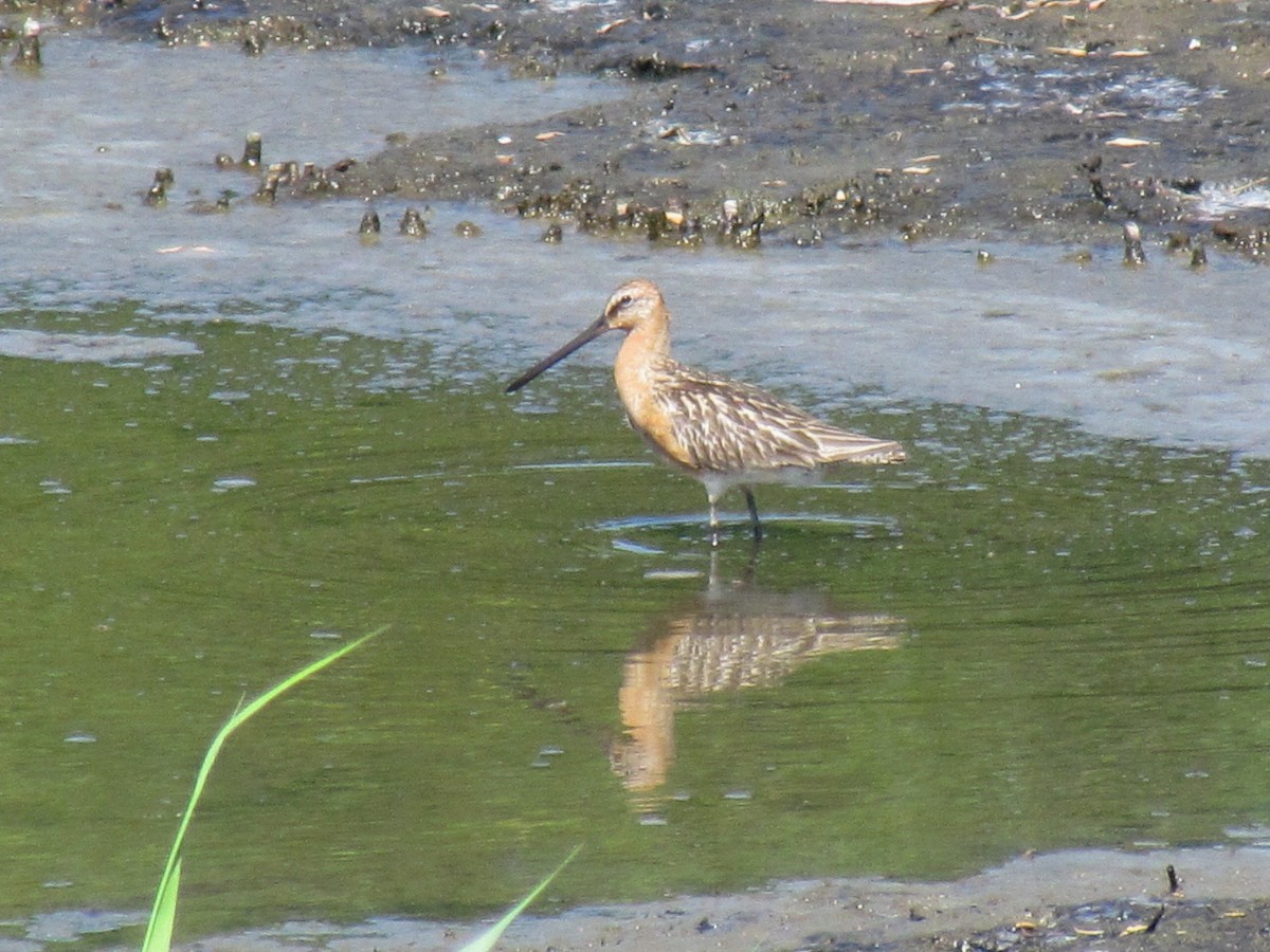 Asian Dowitcher - ML620979921