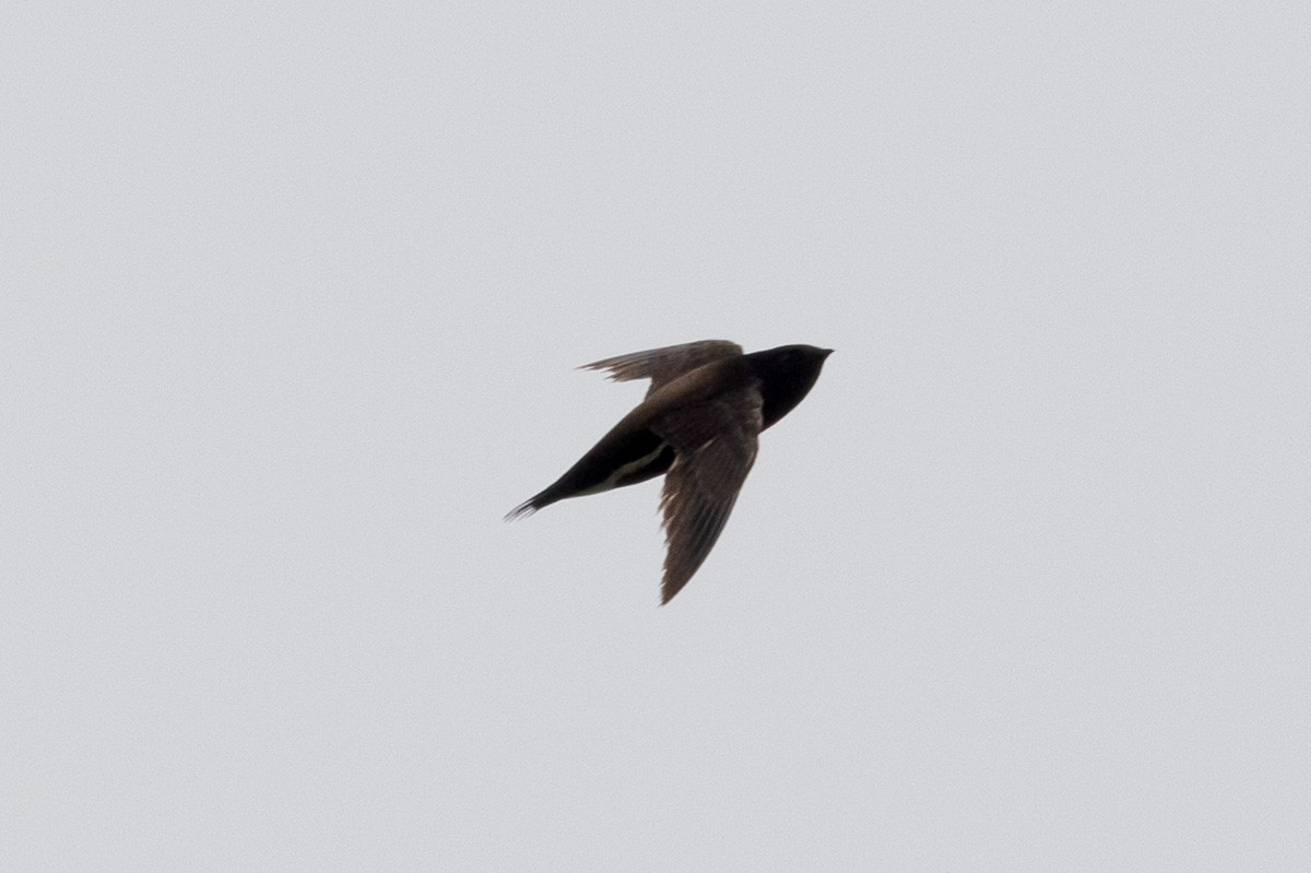 Brown-backed Needletail - ML620979928