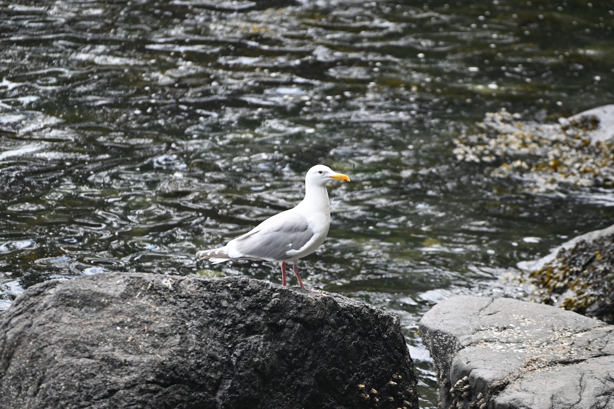 Glaucous-winged Gull - ML620979962