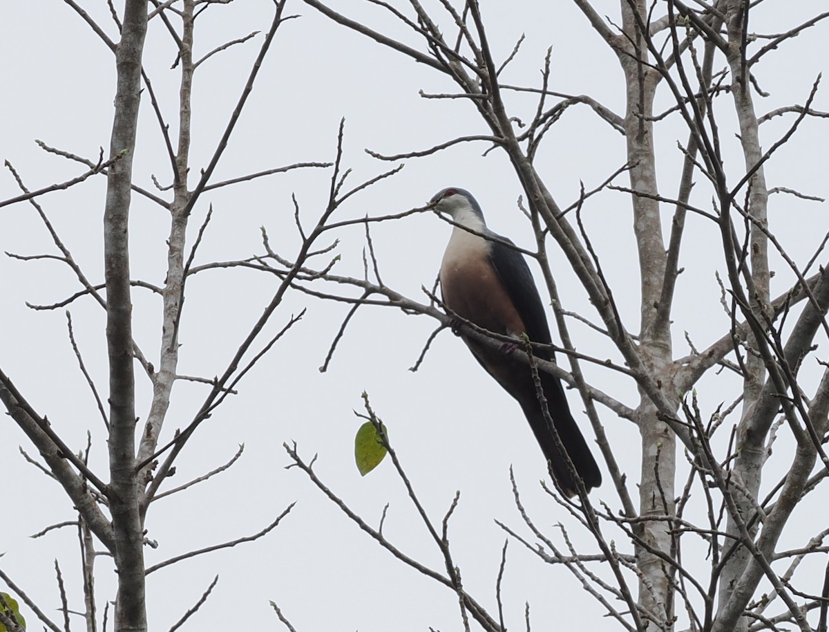 Buru Mountain-Pigeon - ML620979979