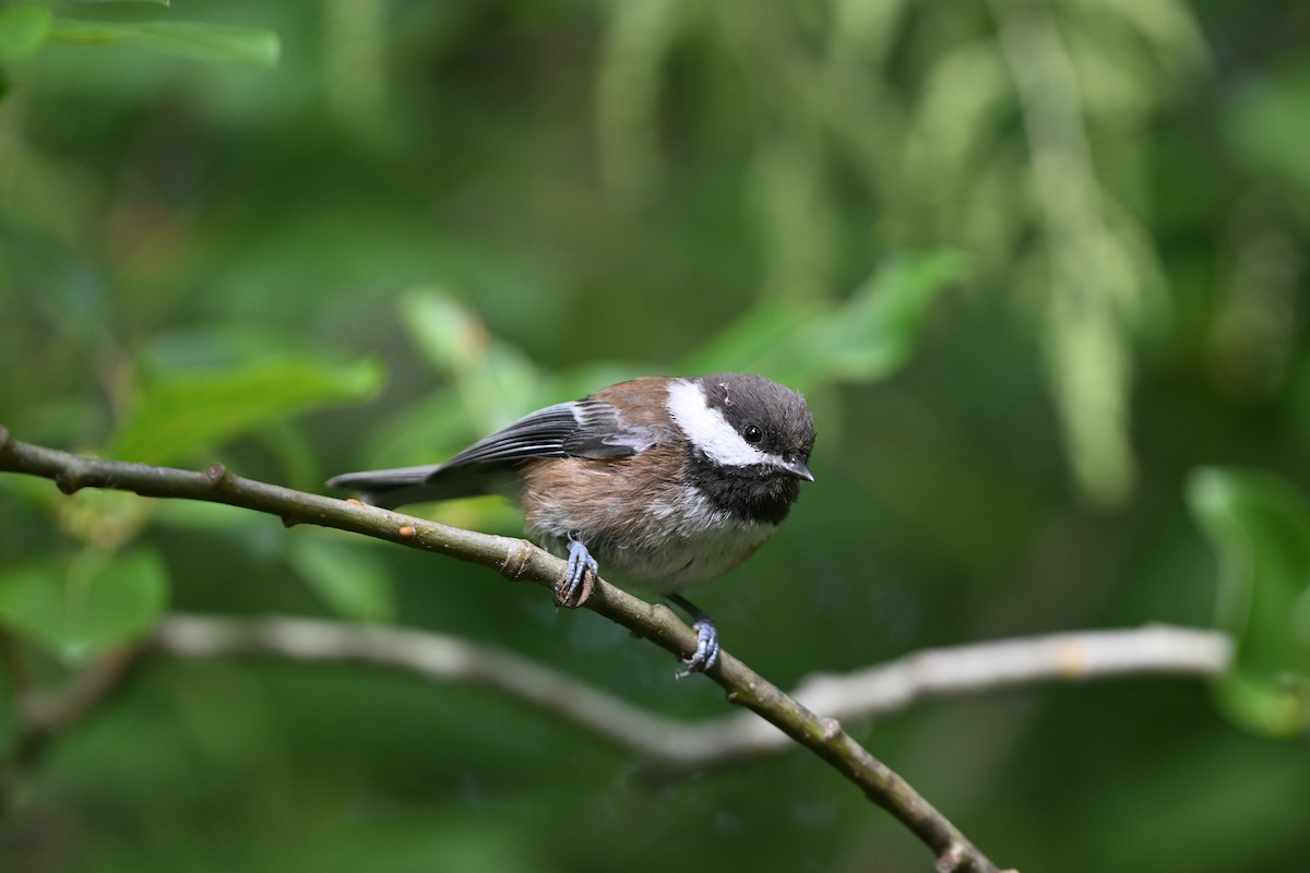 Chestnut-backed Chickadee - ML620979980