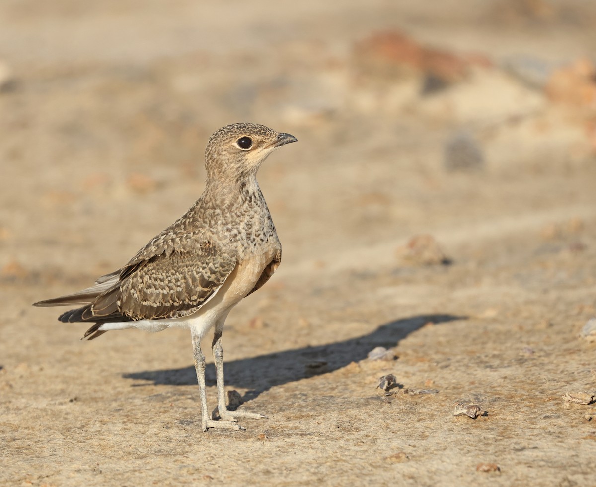 Oriental Pratincole - ML620979998