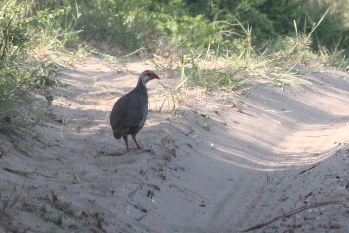 Red-necked Spurfowl (Northern) - ML620980007