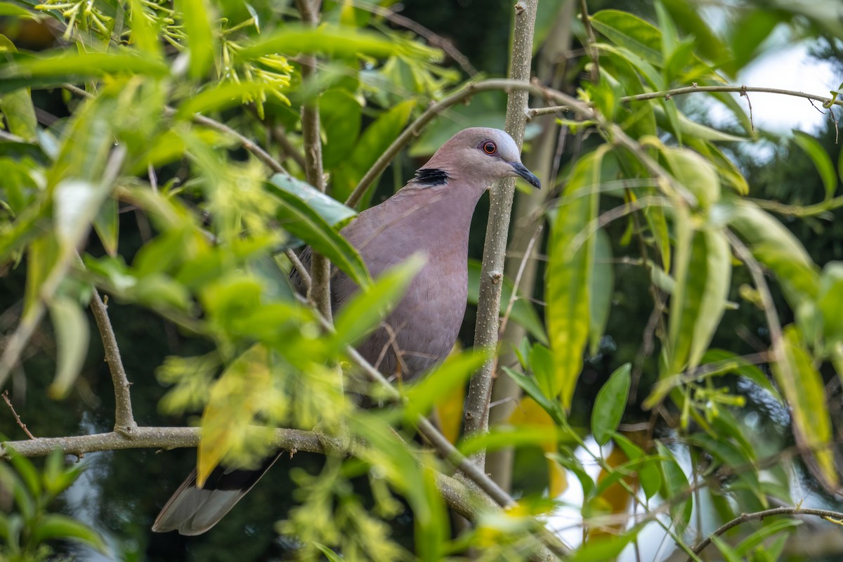 Red-eyed Dove - ML620980035
