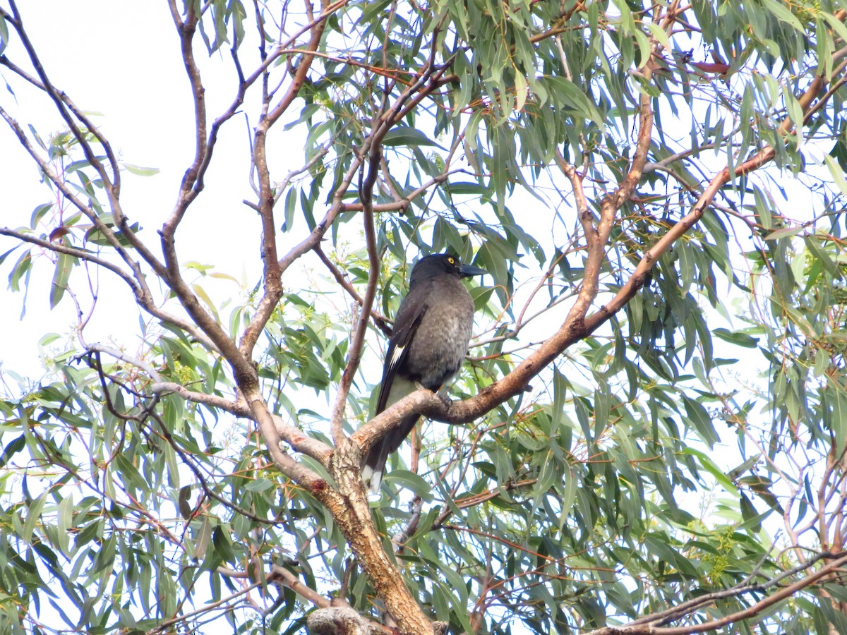 Pied Currawong - ML620980060