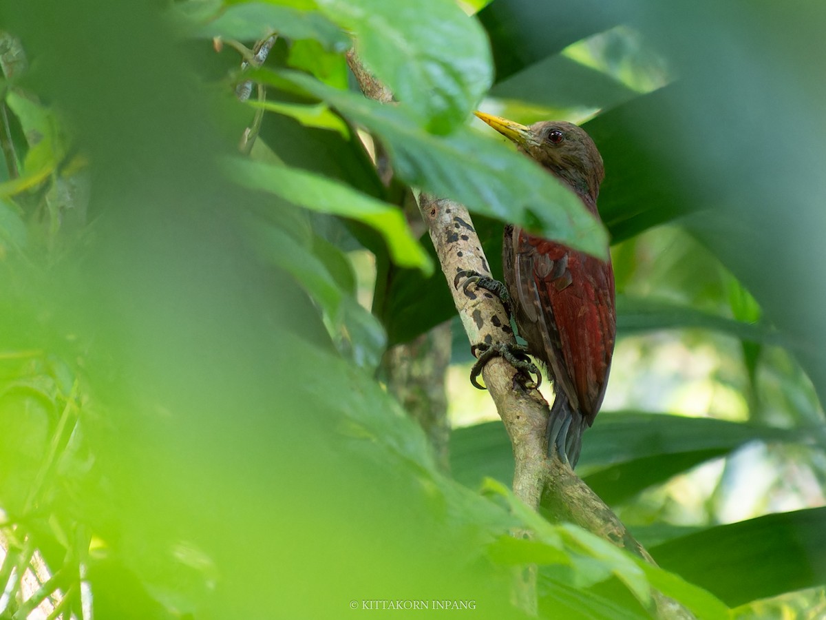 Maroon Woodpecker - ML620980076