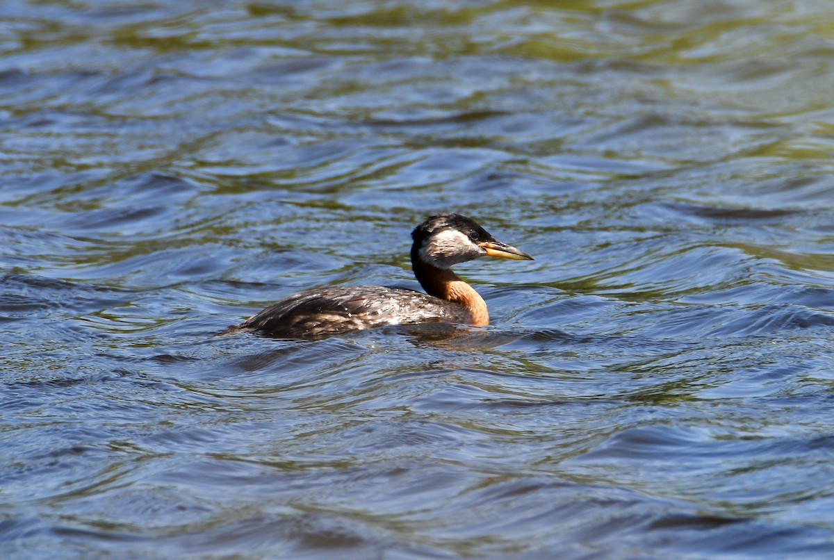 Red-necked Grebe - ML620980077