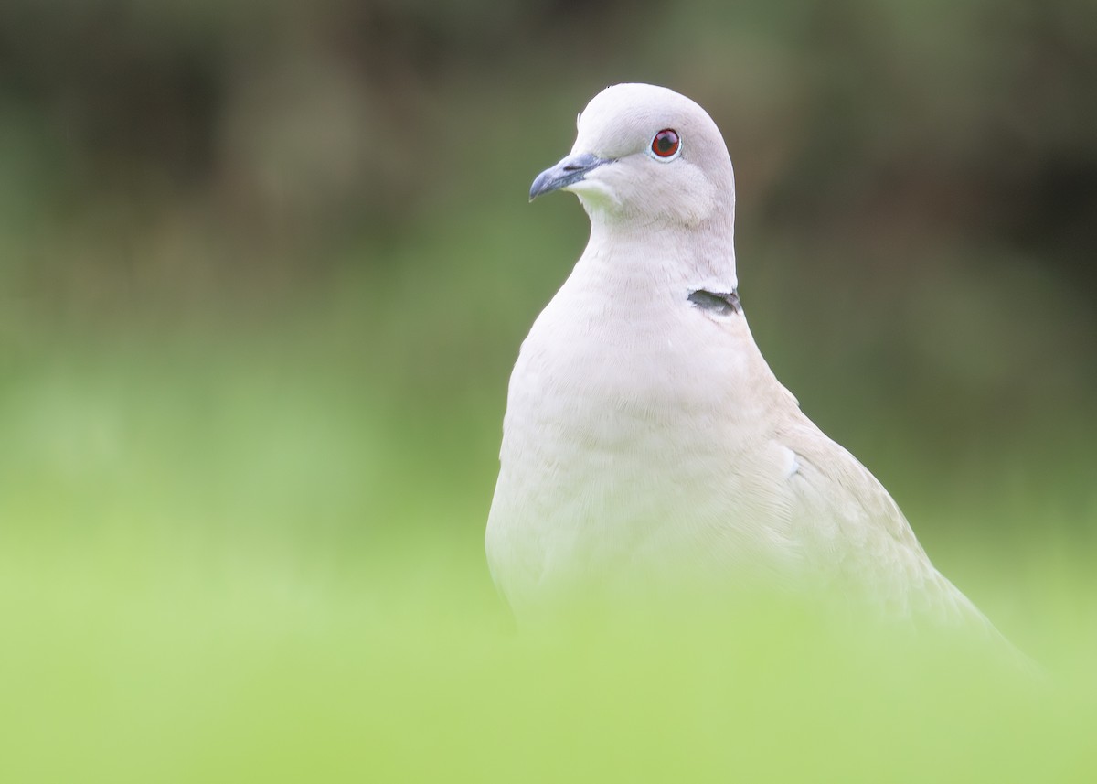 Eurasian Collared-Dove - ML620980116