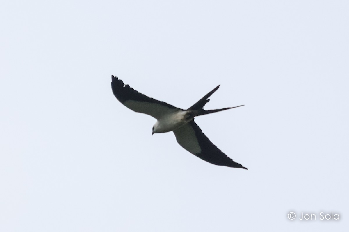 Swallow-tailed Kite - ML620980130