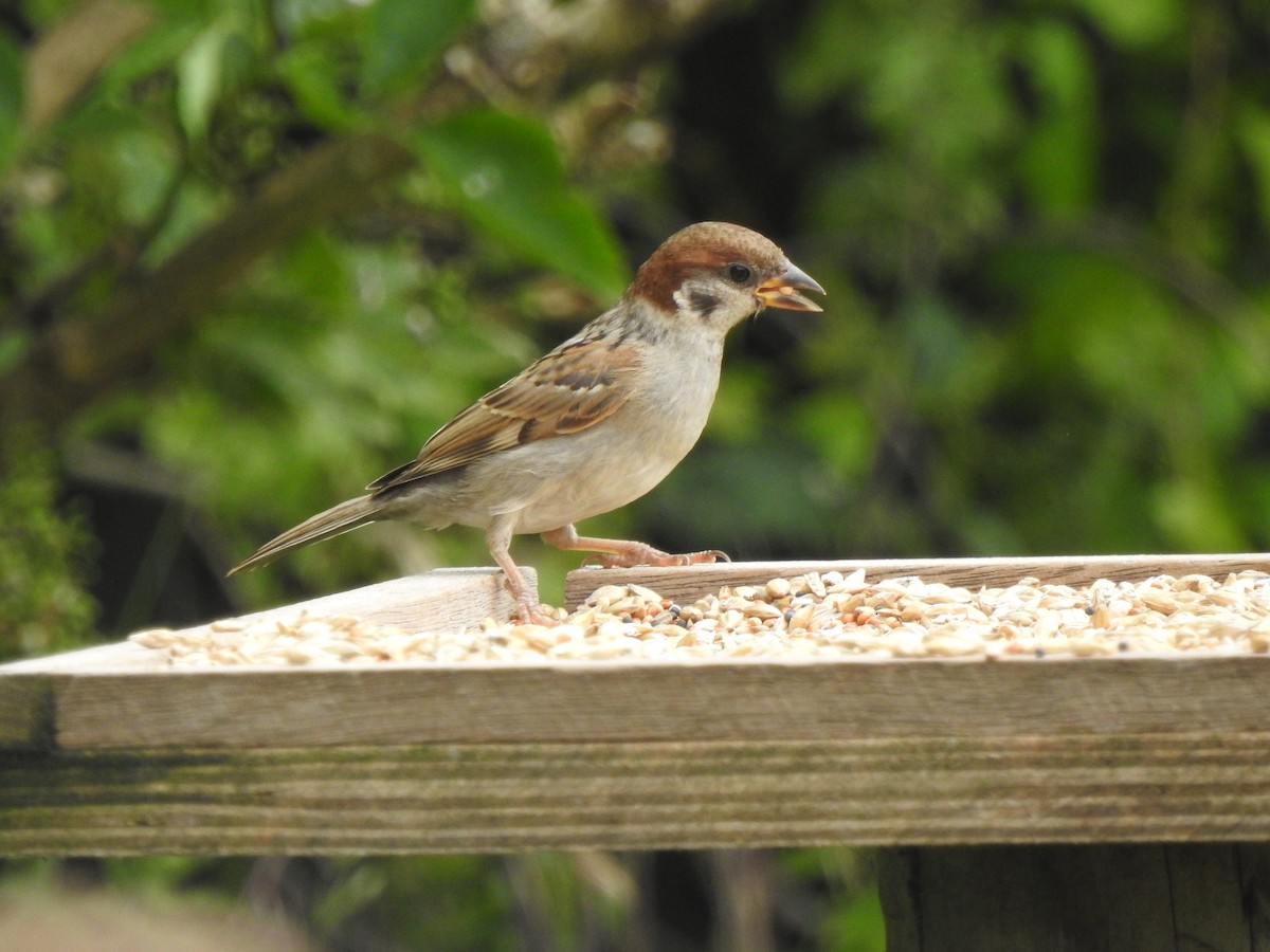 Eurasian Tree Sparrow - ML620980151