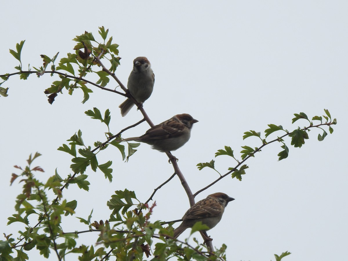 Eurasian Tree Sparrow - Bill Mulhearn