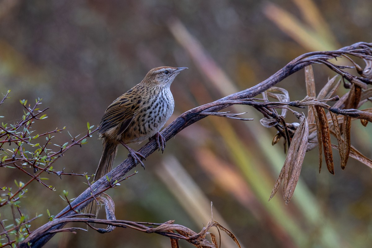New Zealand Fernbird - Sila Viriyautsahakul