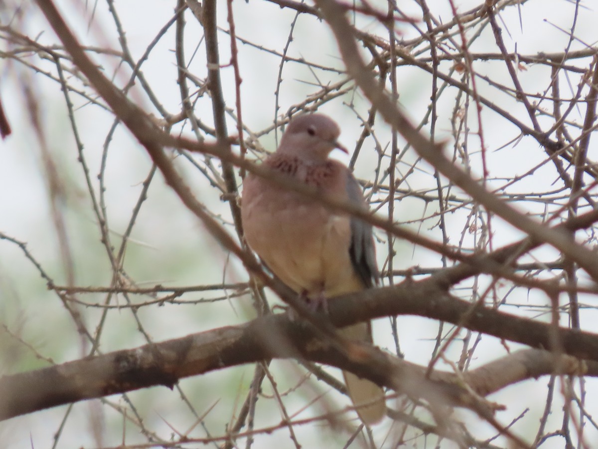 Laughing Dove - ML620980230