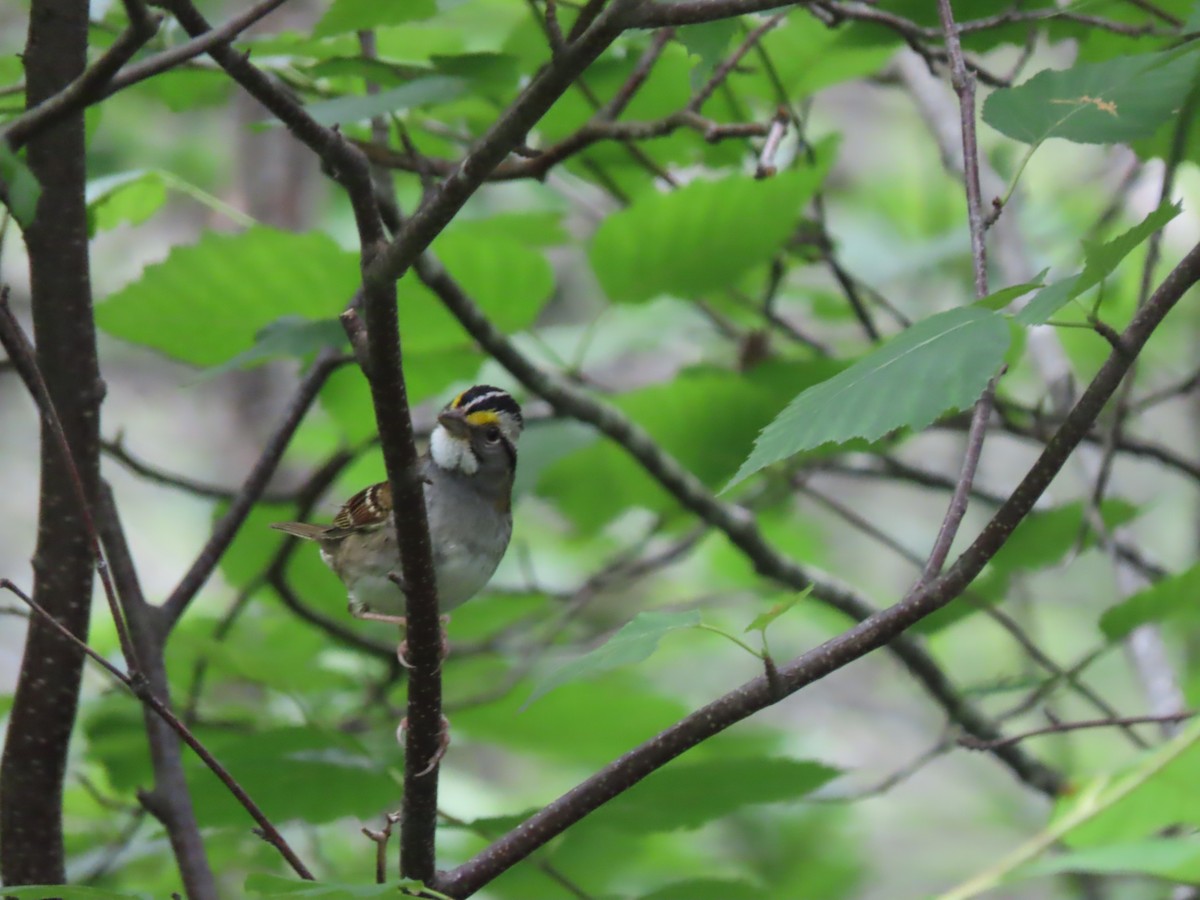 White-throated Sparrow - ML620980245