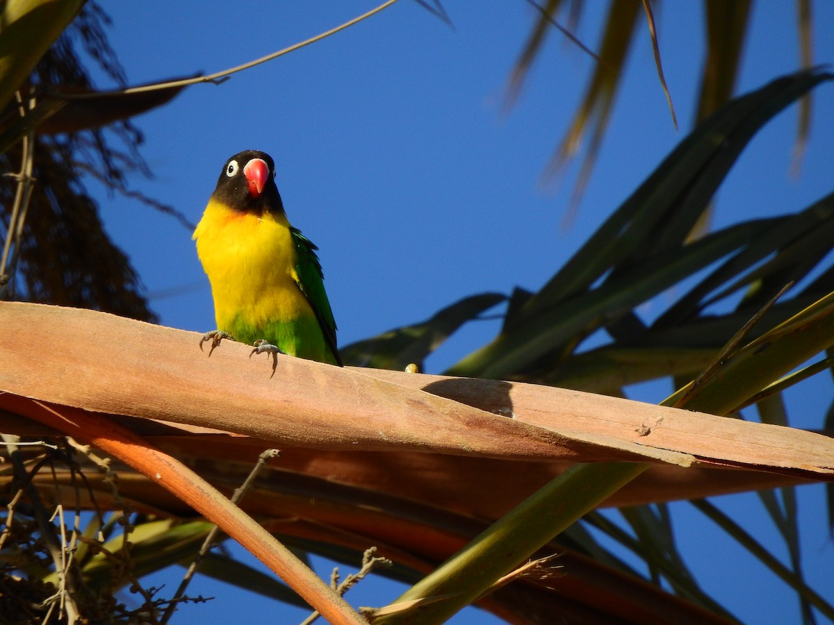 Yellow-collared Lovebird - ML620980265