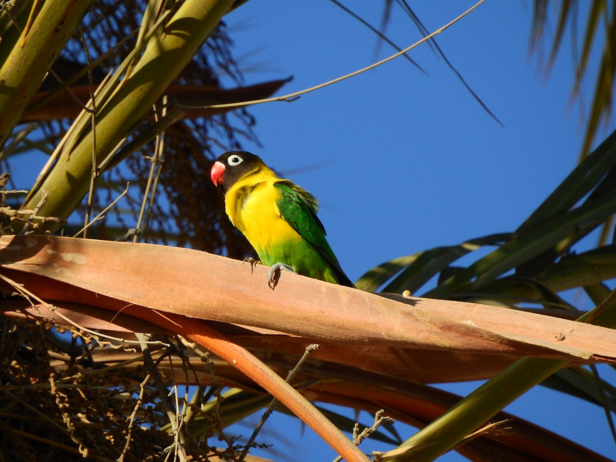 Yellow-collared Lovebird - ML620980266