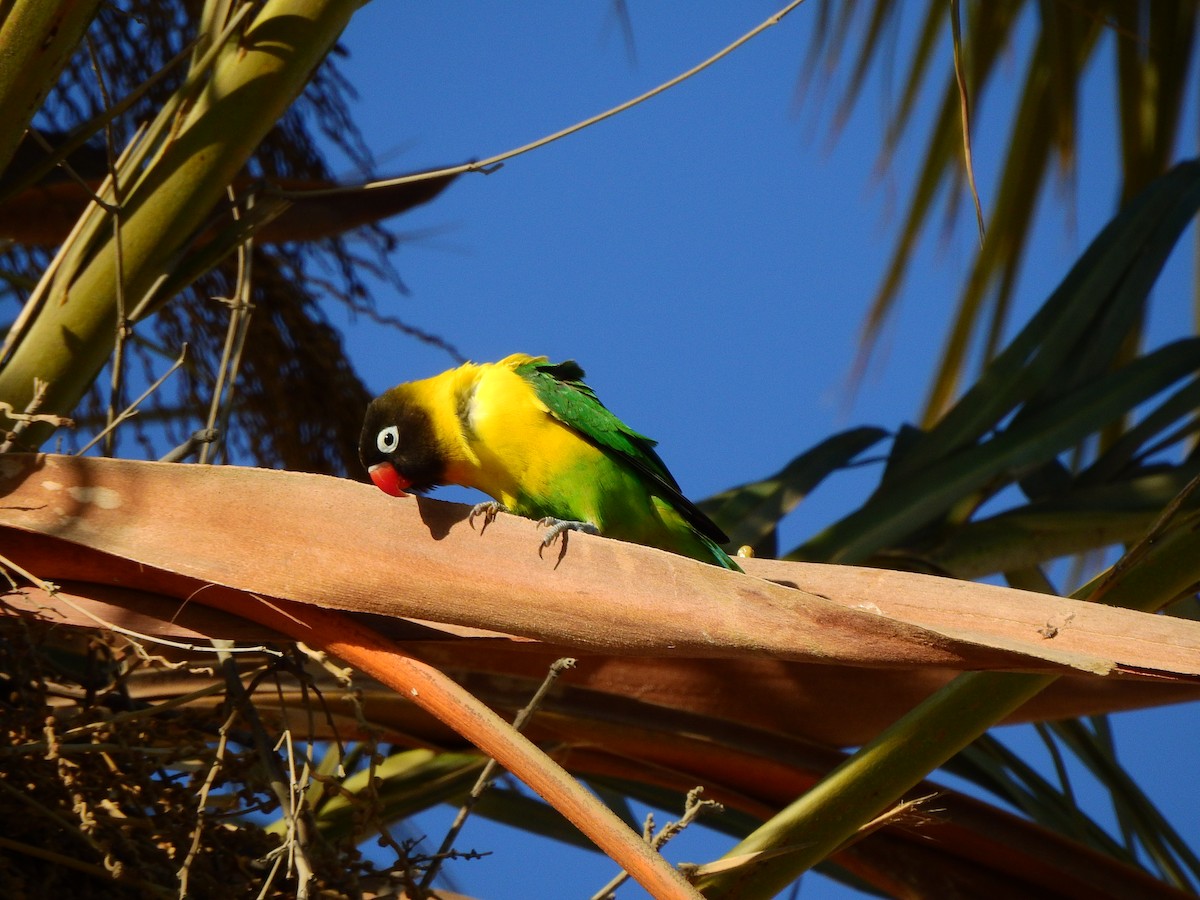 Yellow-collared Lovebird - ML620980267