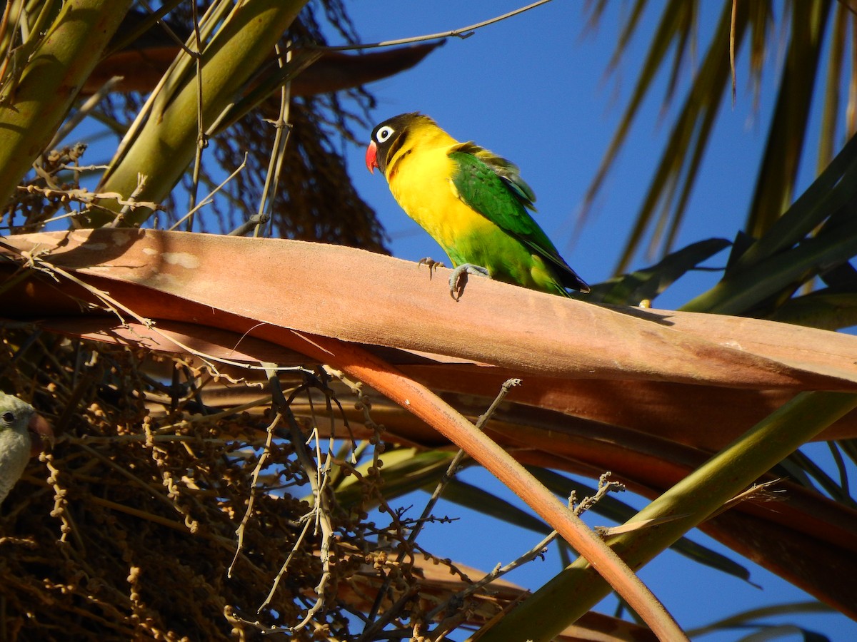 Yellow-collared Lovebird - ML620980268