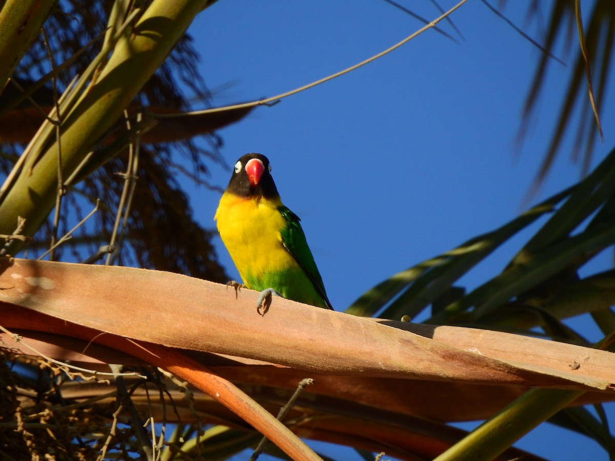 Yellow-collared Lovebird - ML620980269