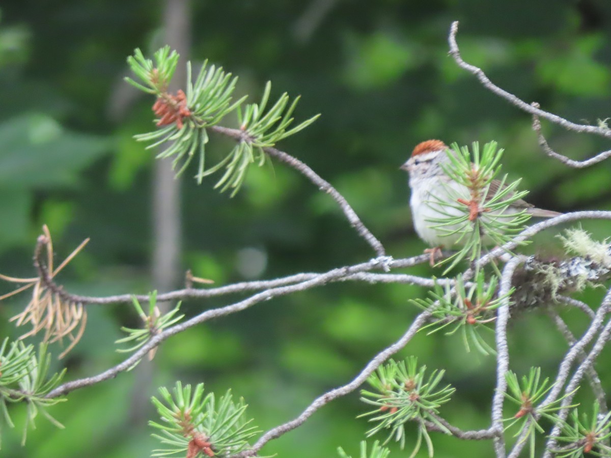 Chipping Sparrow - ML620980274