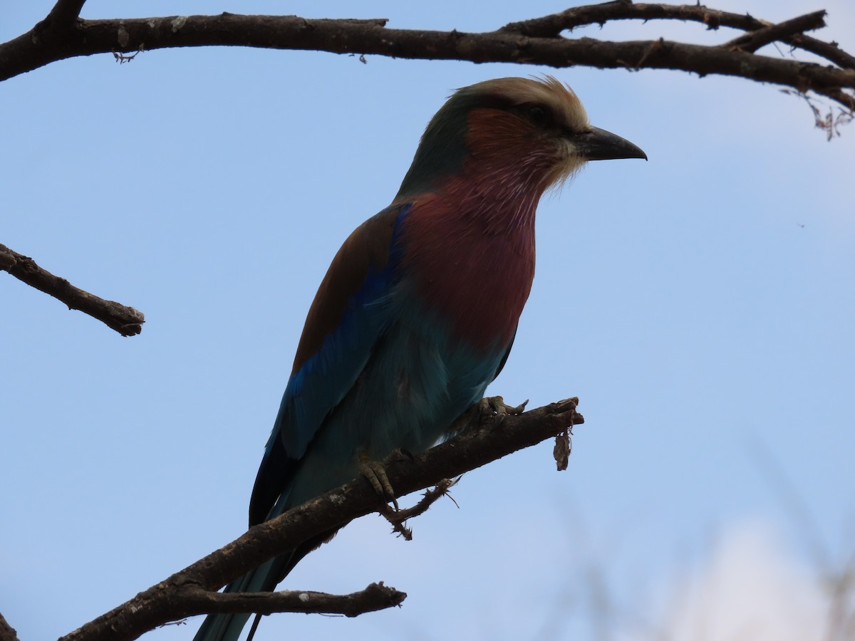Lilac-breasted Roller - ML620980285