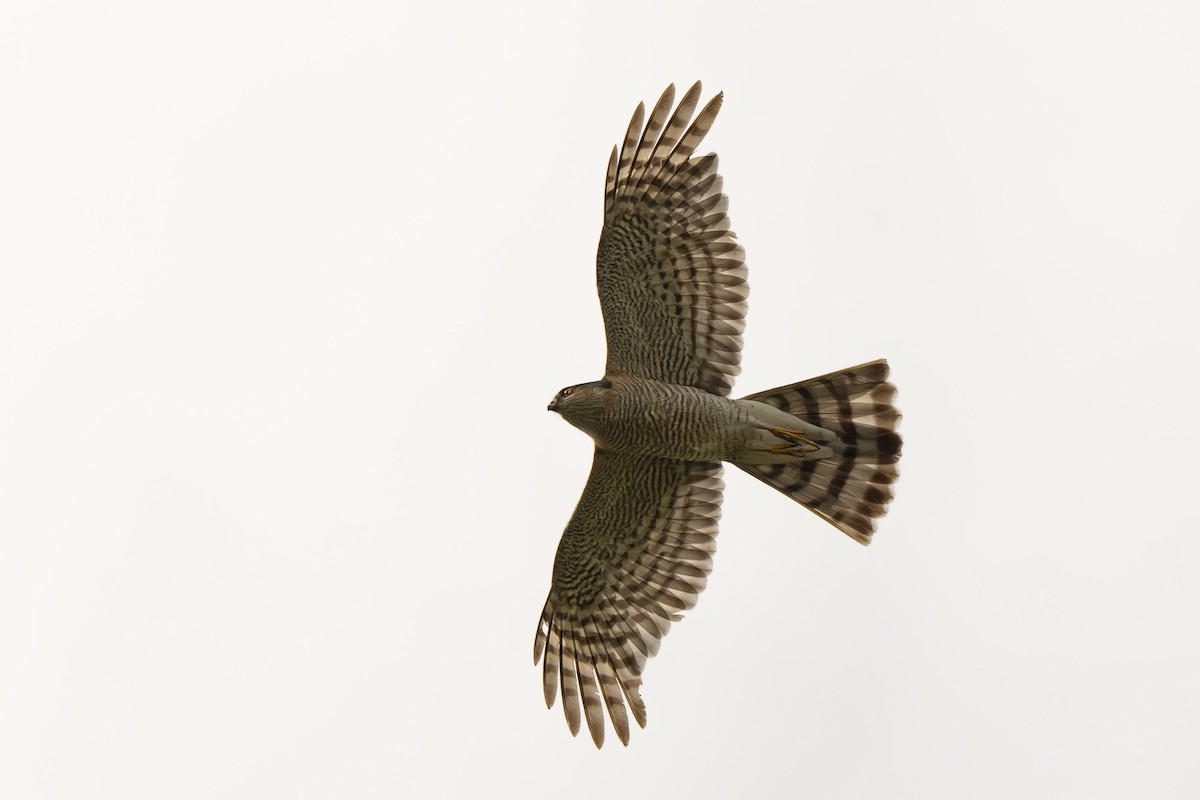 Eurasian Sparrowhawk - ML620980338