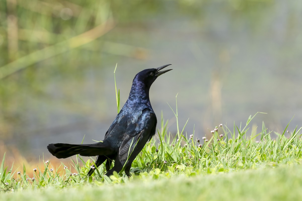 Boat-tailed Grackle - ML620980347