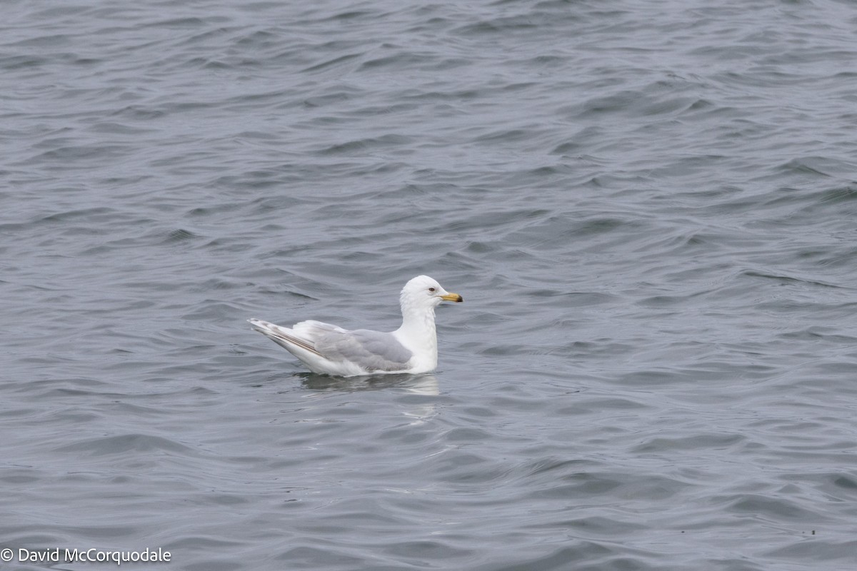 Iceland Gull (kumlieni) - ML620980353