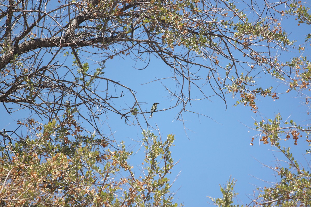 Swallow-tailed Bee-eater - ML620980358