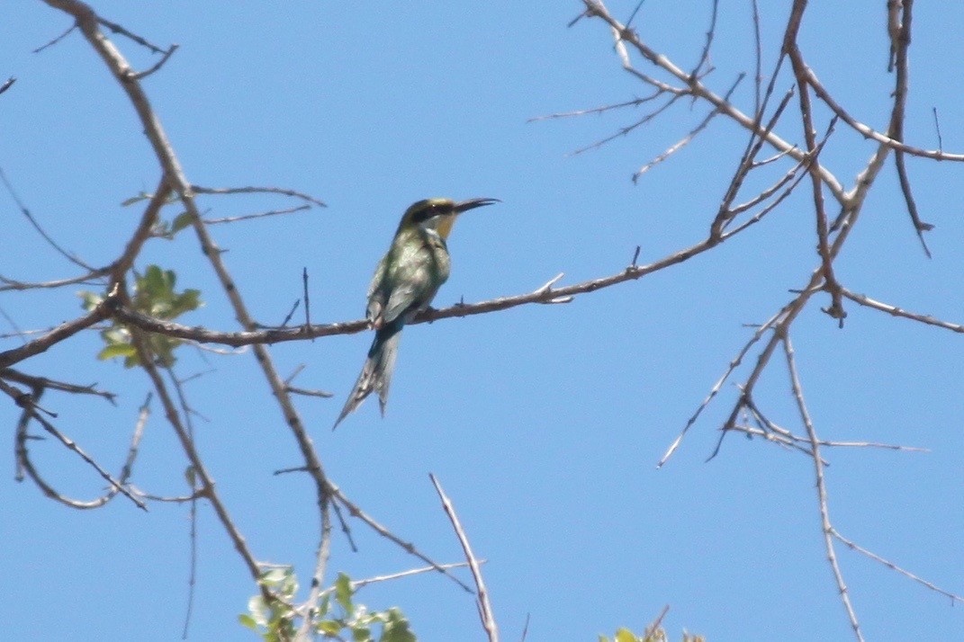 Swallow-tailed Bee-eater - ML620980359