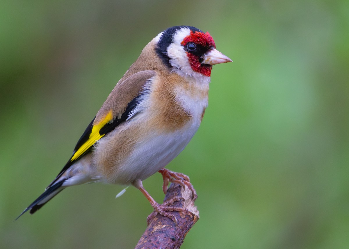 Chardonneret élégant (groupe carduelis) - ML620980371