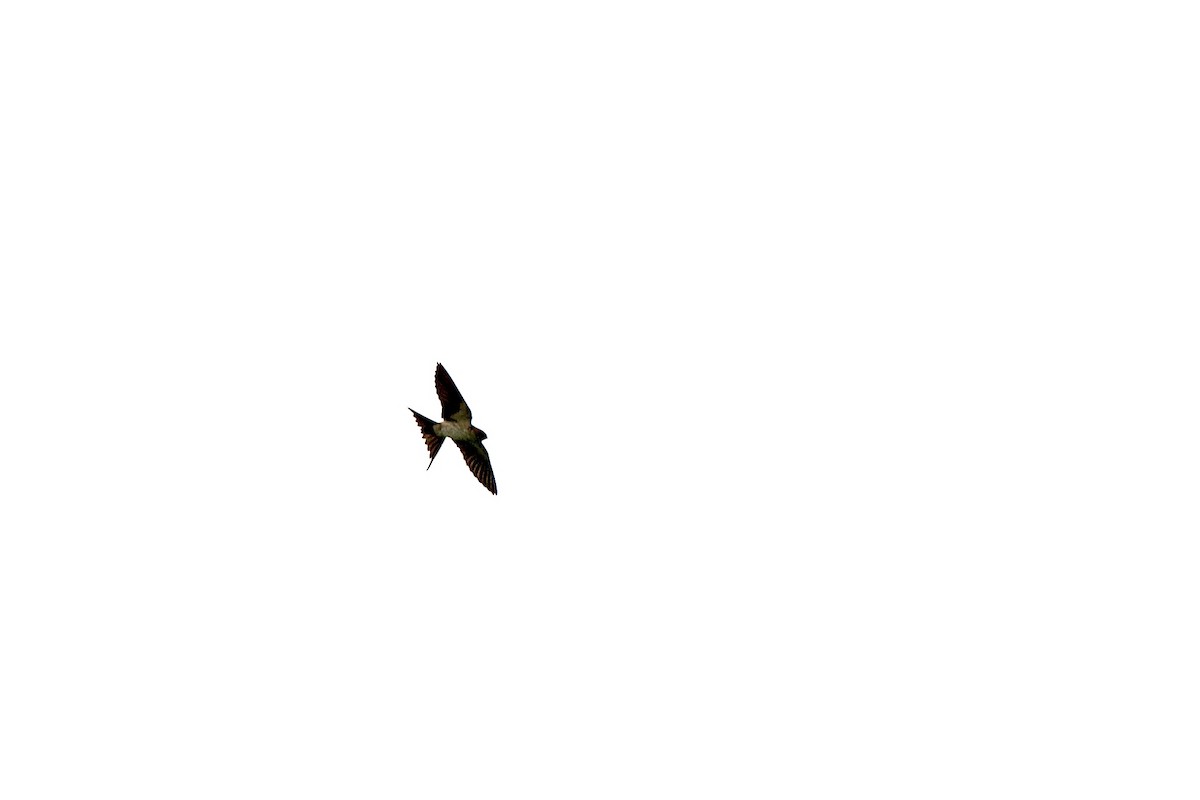 Red-rumped Swallow - ML620980408