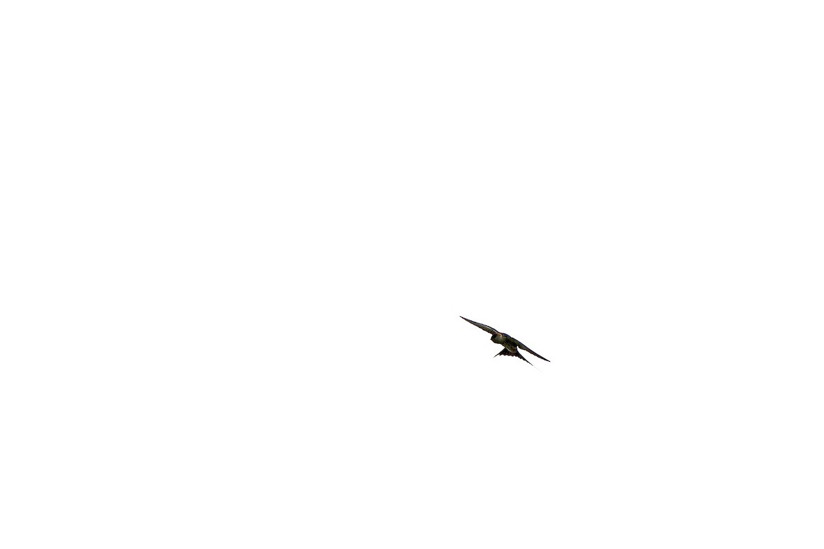 Red-rumped Swallow - ML620980409