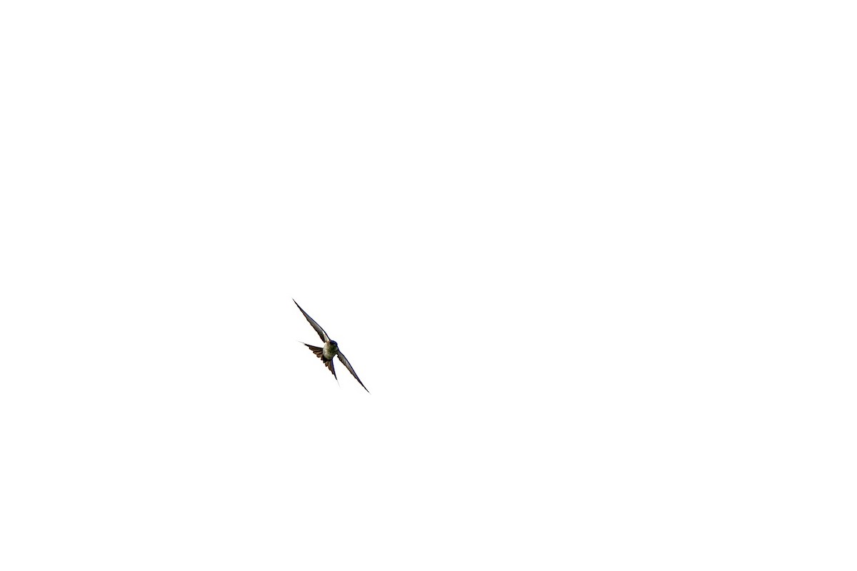 Red-rumped Swallow - ML620980410