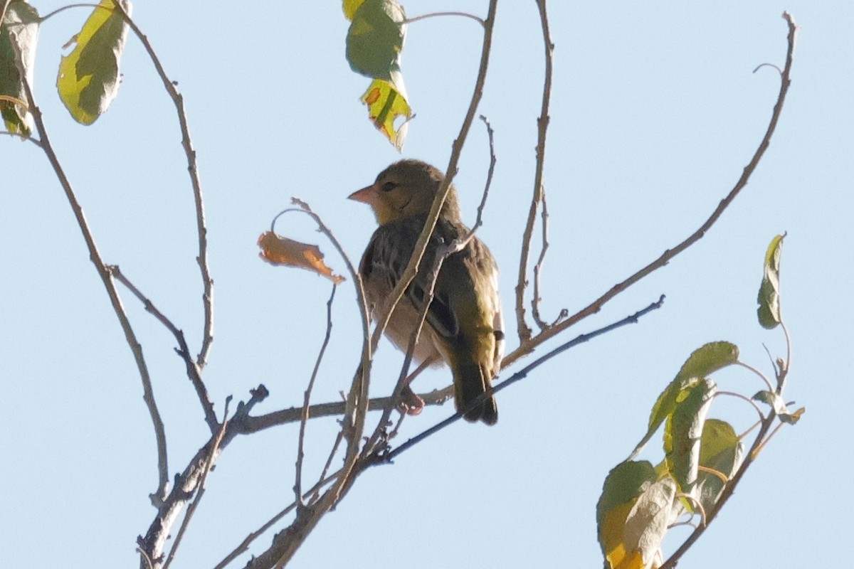 Red-headed Weaver (Southern) - ML620980432