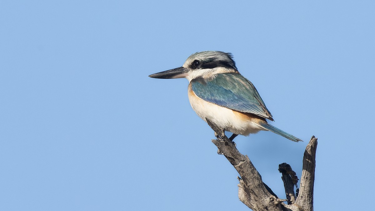 Red-backed Kingfisher - ML620980439