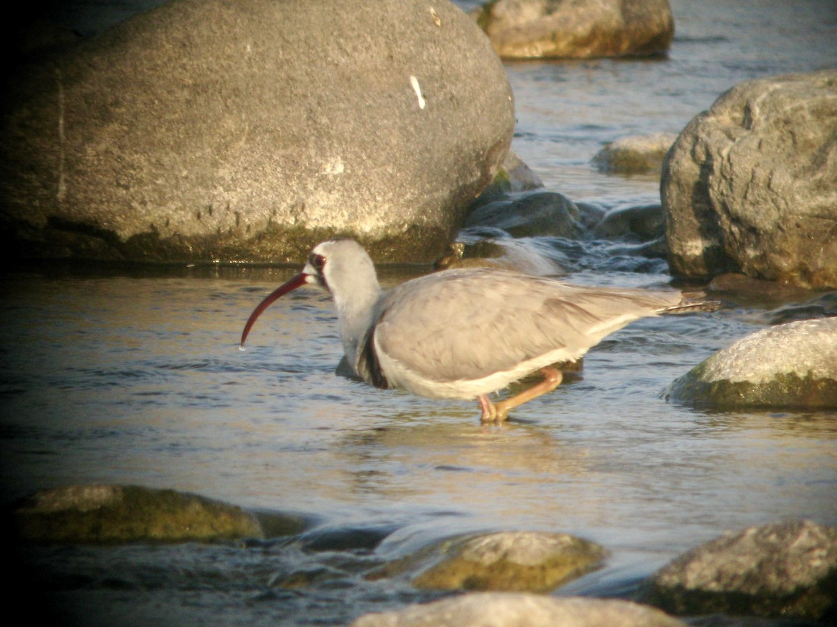 Bec-d'ibis tibétain - ML620980482