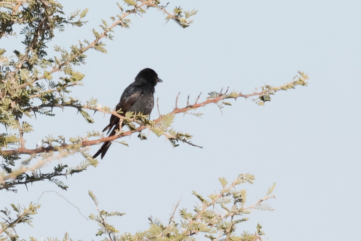Fork-tailed Drongo - ML620980488
