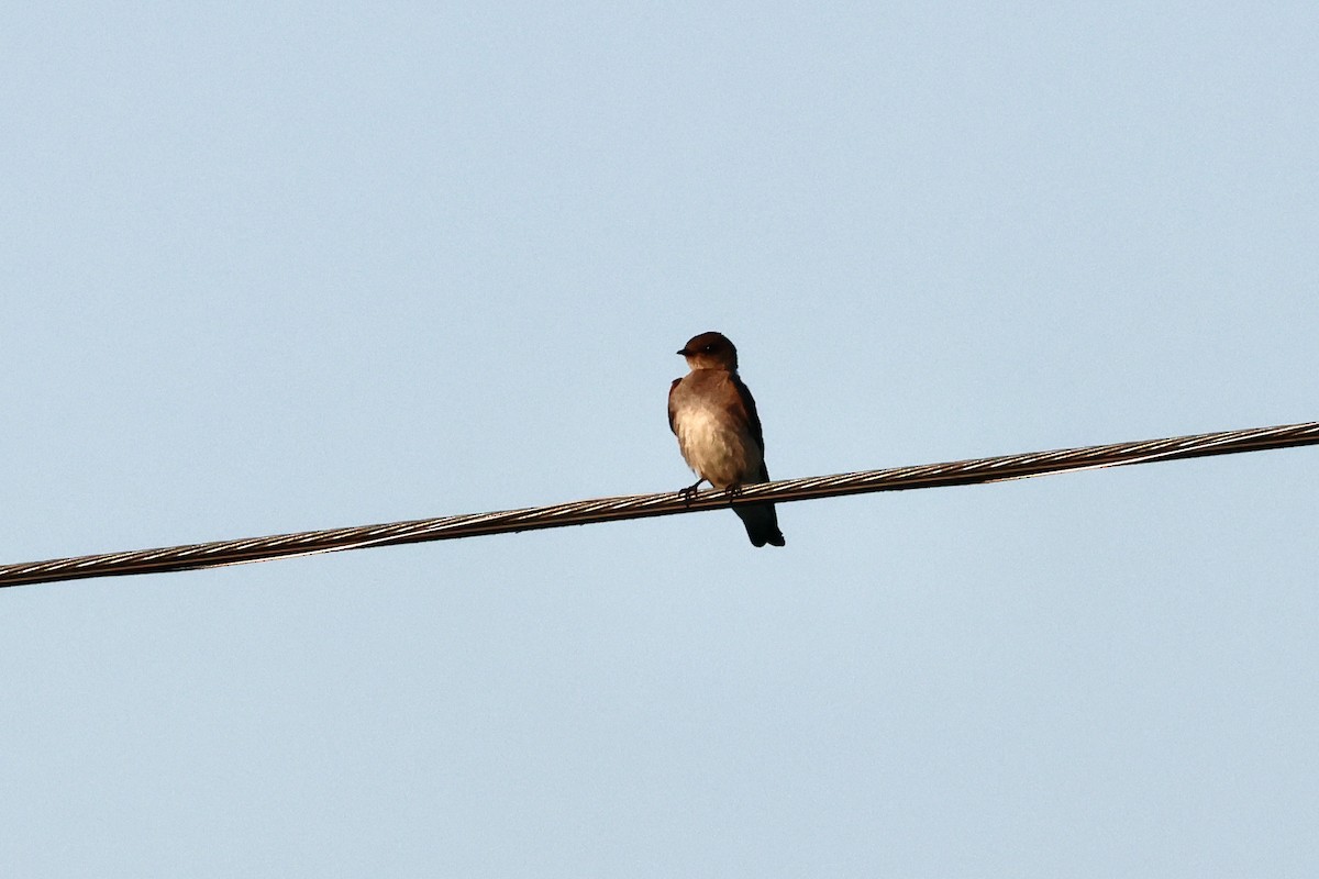 Northern Rough-winged Swallow - ML620980538
