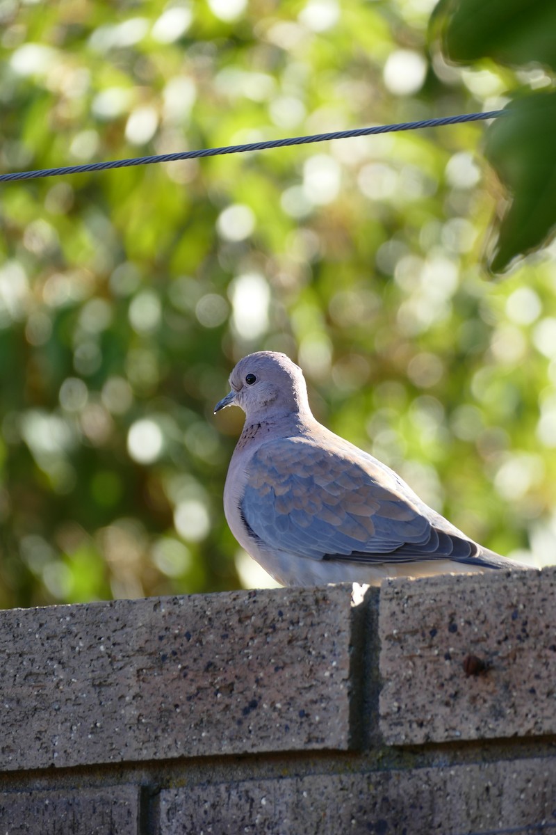 Laughing Dove - ML620980539