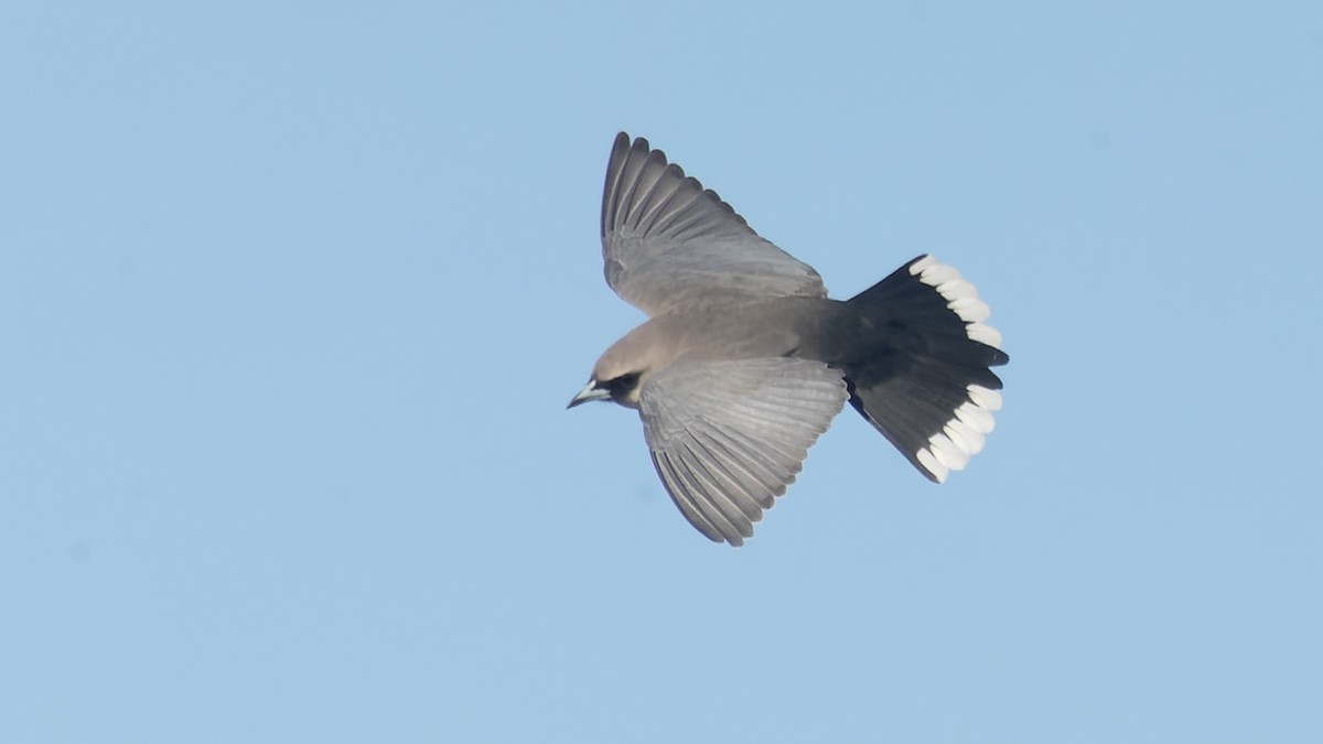 Black-faced Woodswallow - ML620980542