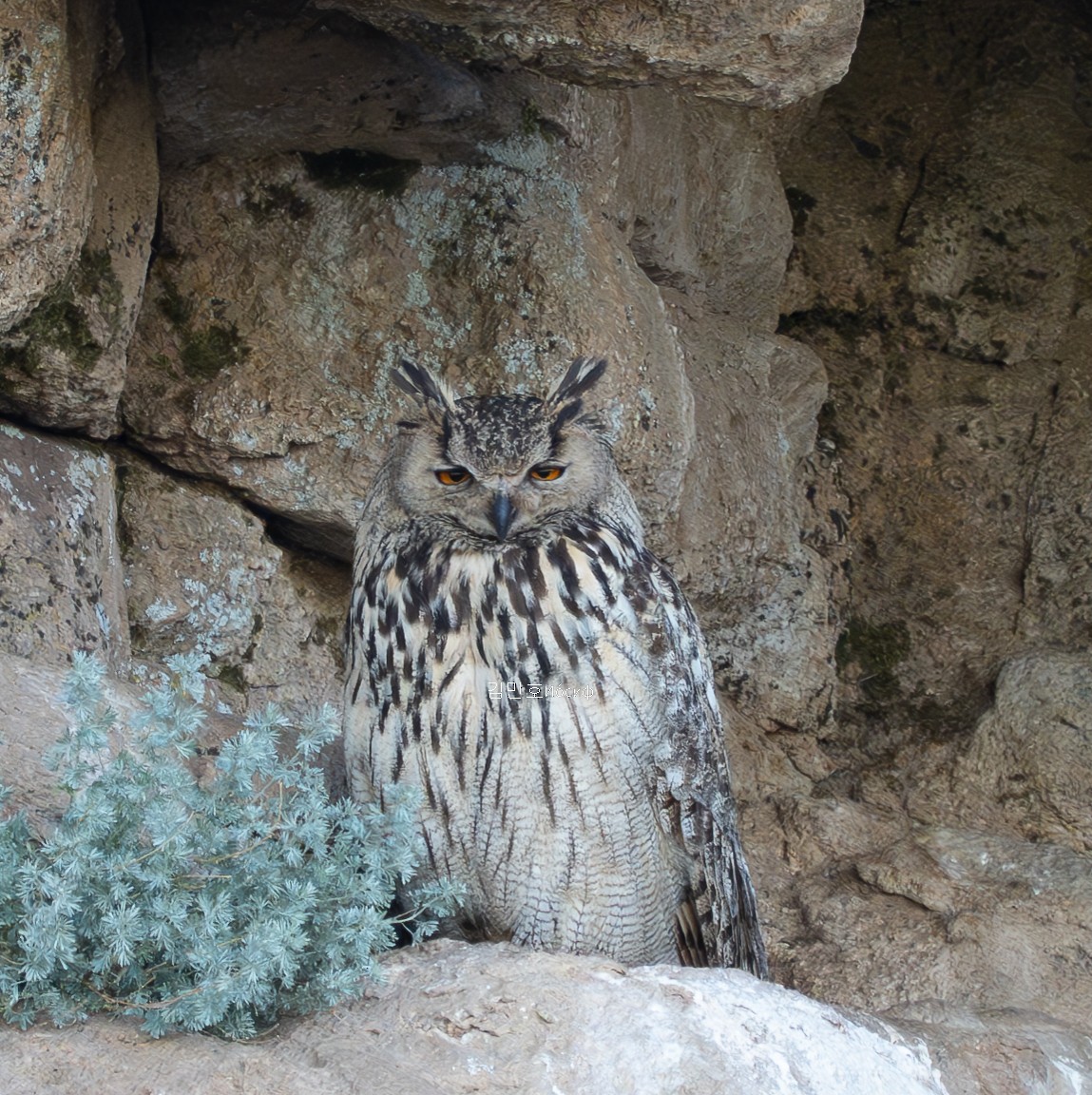 Eurasian Eagle-Owl - ML620980545