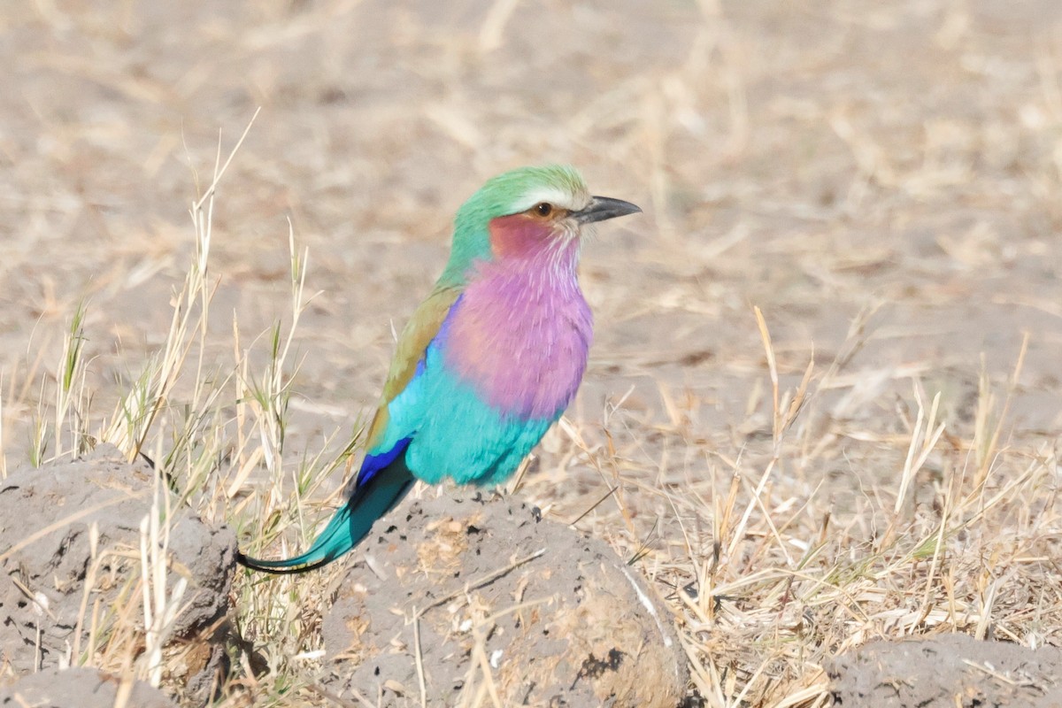 Lilac-breasted Roller - ML620980557