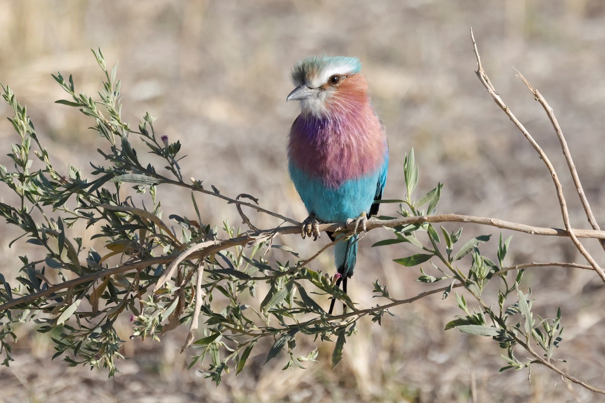 Lilac-breasted Roller - ML620980566