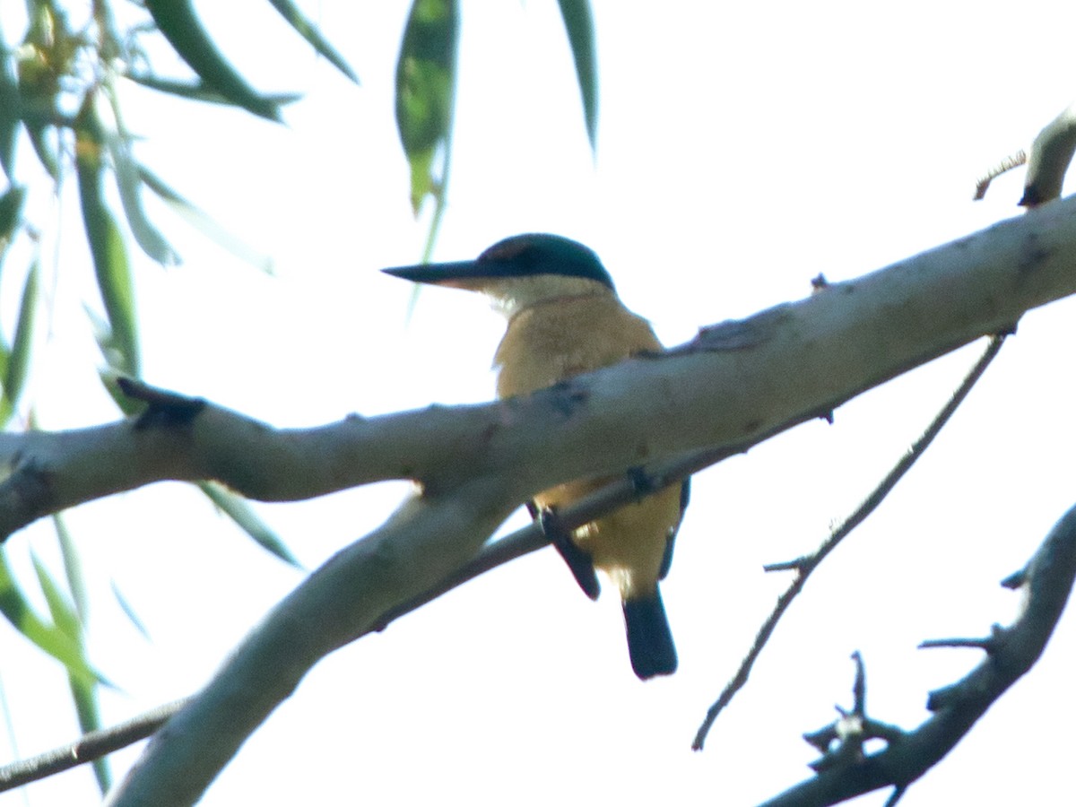 Sacred Kingfisher (Australasian) - ML620980571