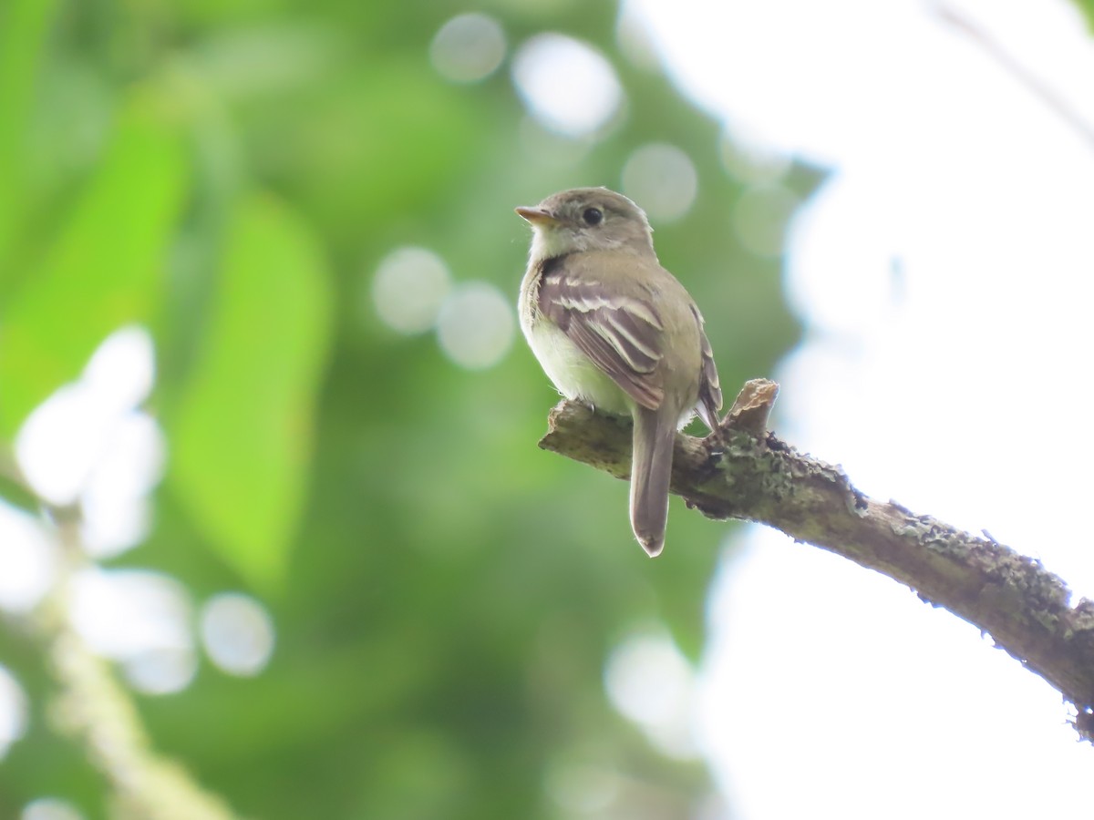 Least Flycatcher - ML620980573